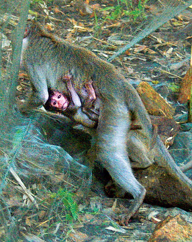 Hai mẹ con khỉ cố gắng thoát ra ngoài.